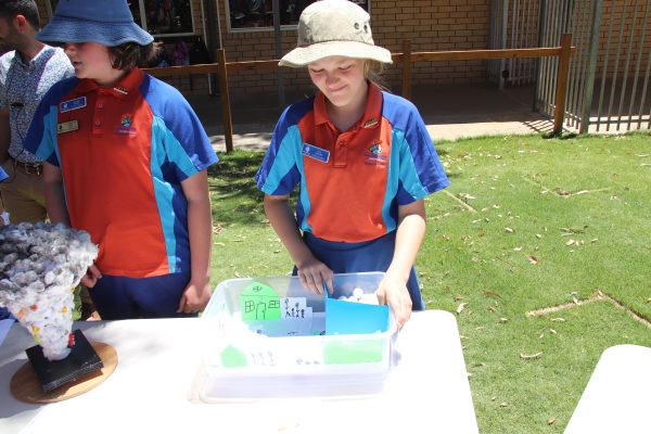 Year 6 Science Challenge 5
